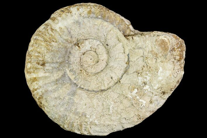 Fossil Ammonite (Hildoceras)- England #110807